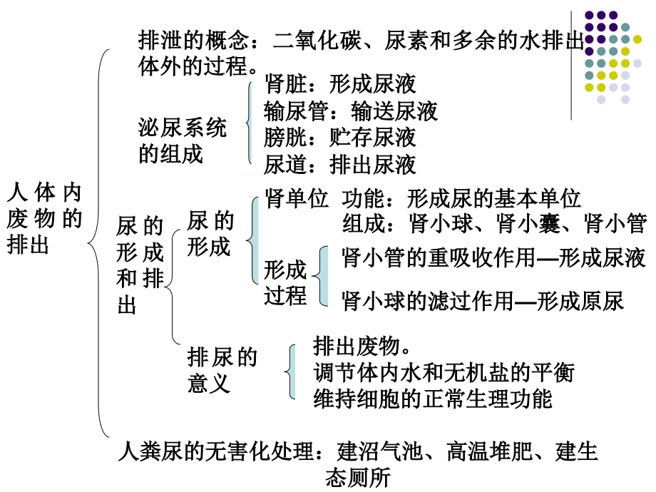 新人教版七年级生物下册第四单元生物圈中的人第五章人体内废物的排除复习ppt课件_第2页