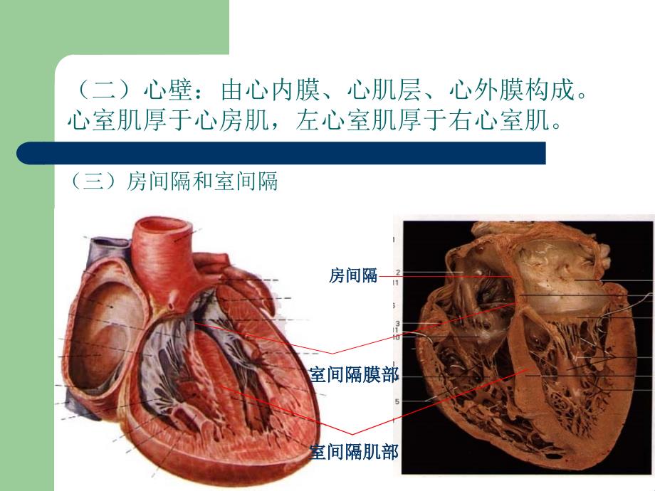 心脏肿瘤（cardiac tumor）_第4页