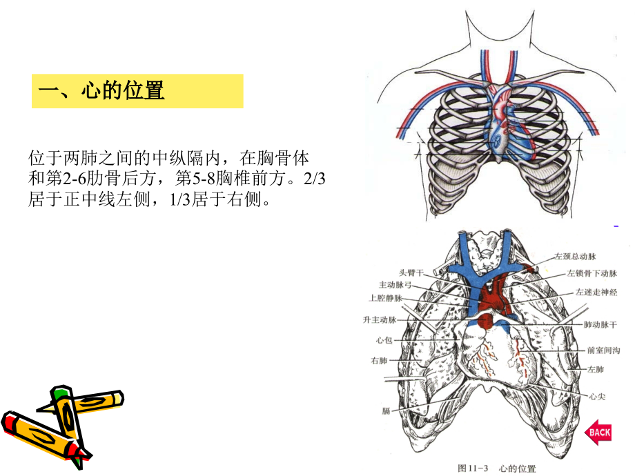 循环系统疾病总论ppt课件_第3页