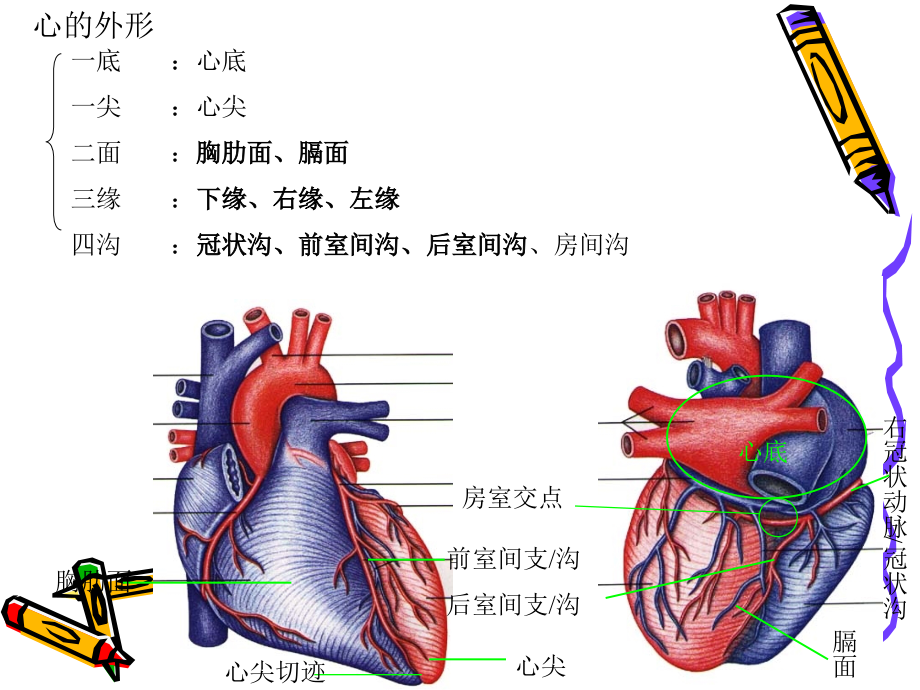 循环系统疾病总论ppt课件_第4页