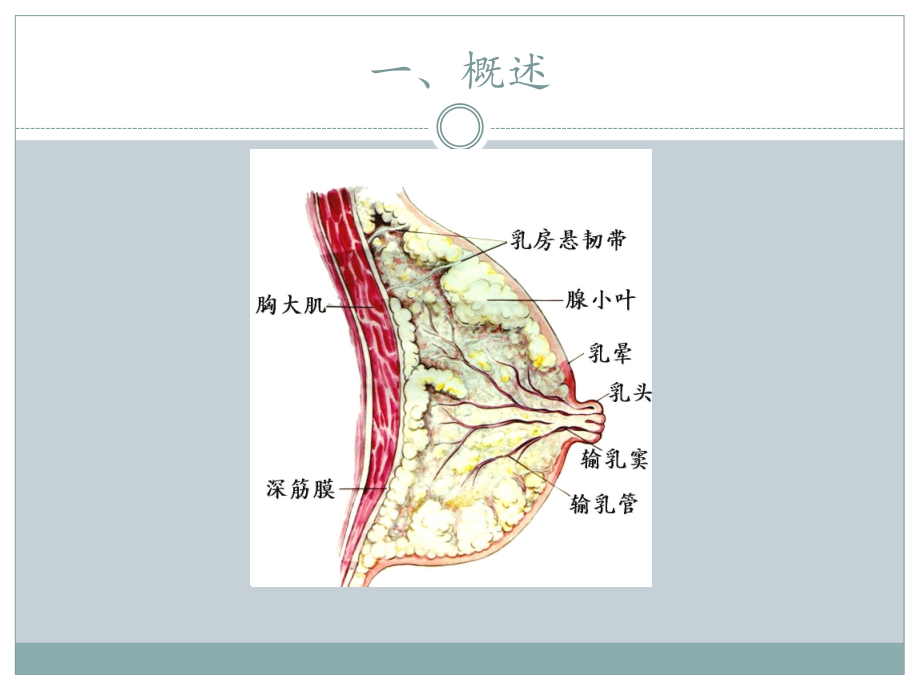 乳腺疾病1课件_第4页