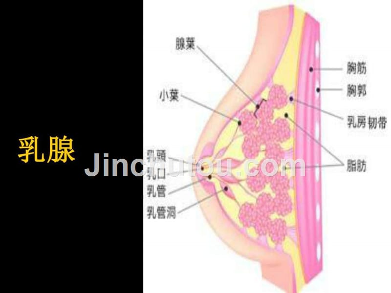 乳腺影像(全)_图文.ppt_第2页