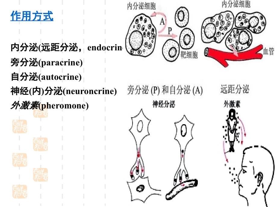 内分泌生理3ppt课件_第5页