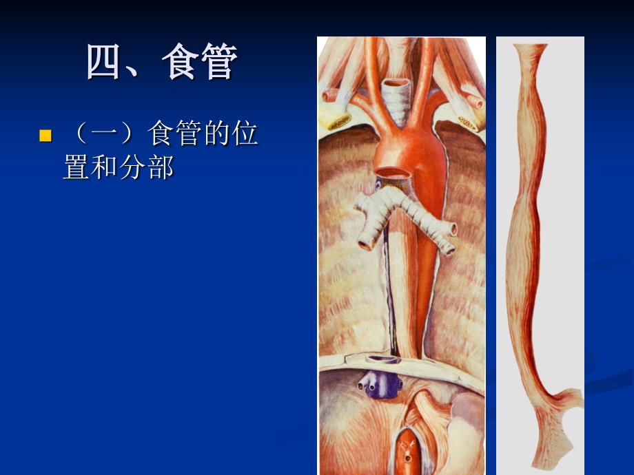 人体解剖学第三章 消化系统消化管消化道 ppt课件_第2页