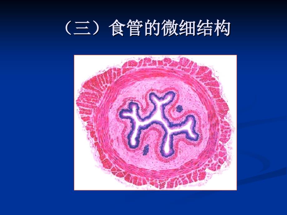 人体解剖学第三章 消化系统消化管消化道 ppt课件_第3页