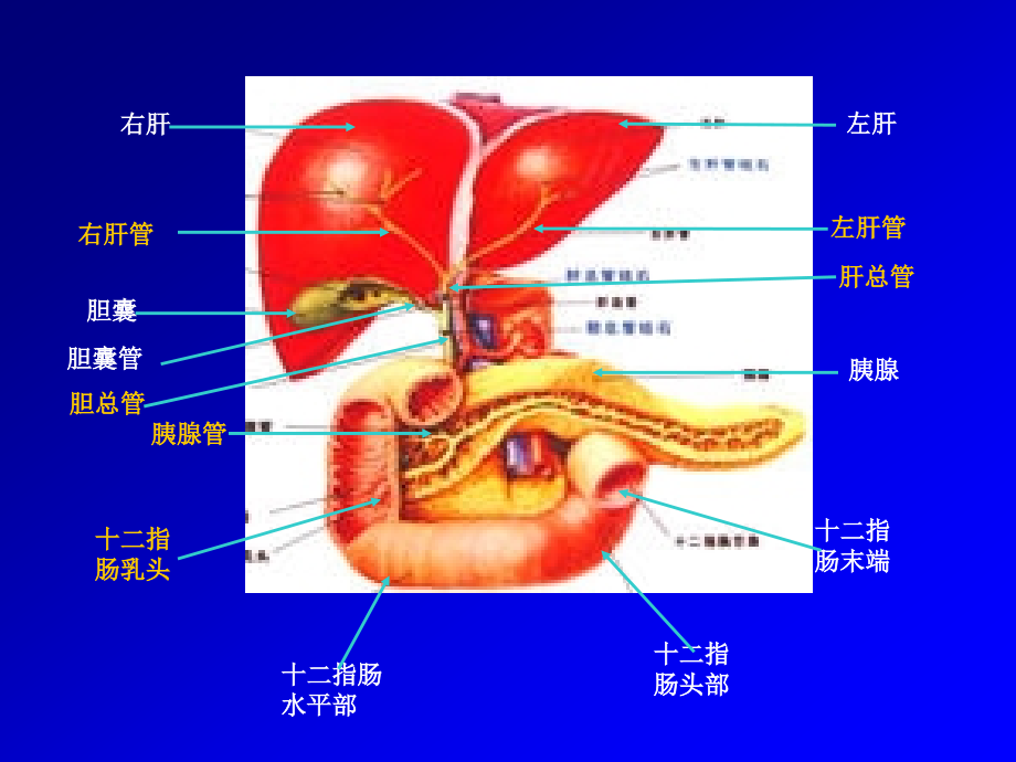 基础医学--肝脏物质代谢 ppt课件_第2页