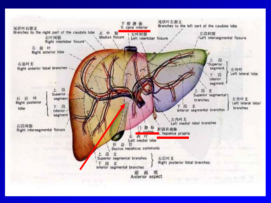 基础医学--肝脏物质代谢 ppt课件_第3页