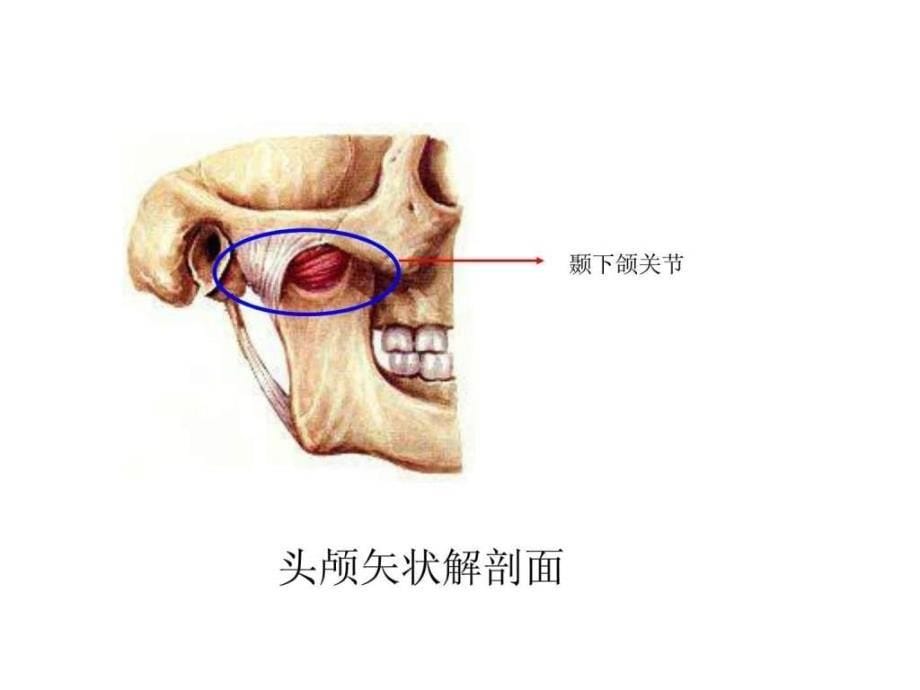 口腔基础知识.ppt_第5页