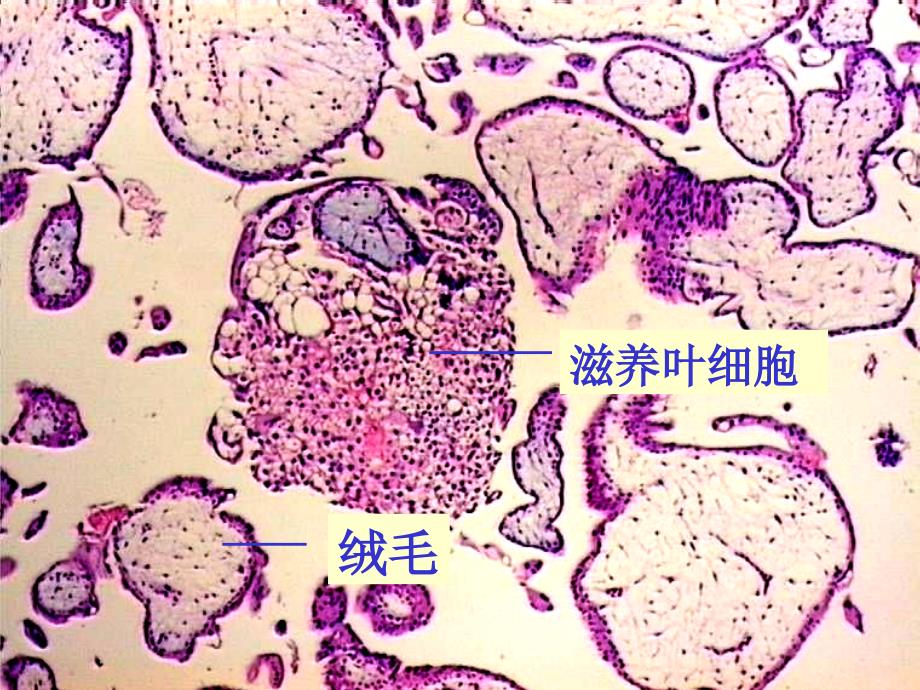 妊娠期子宫内膜ppt课件_第2页