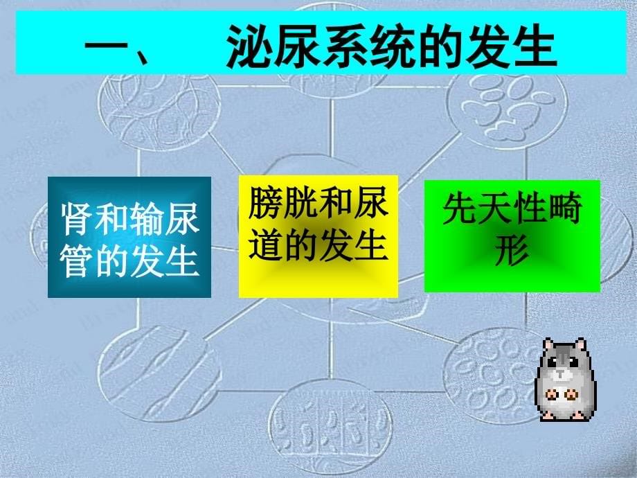 哈尔滨医科大基础医学组织学与胚胎学ppt课件 泌尿系统和生殖系统的发生_第5页