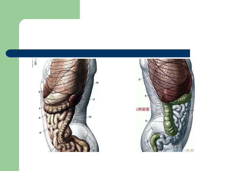 河南大学诊断学-腰背痛,关节痛,头痛,意识障碍 ppt课件_第3页