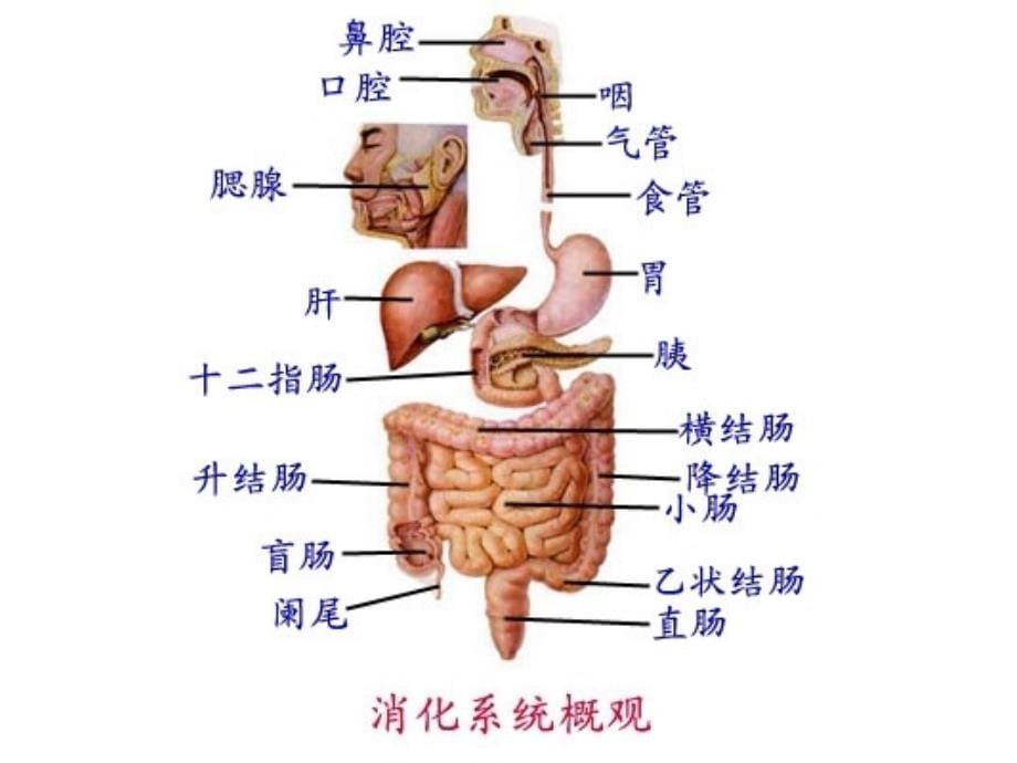 消化解剖图ppt课件_第5页