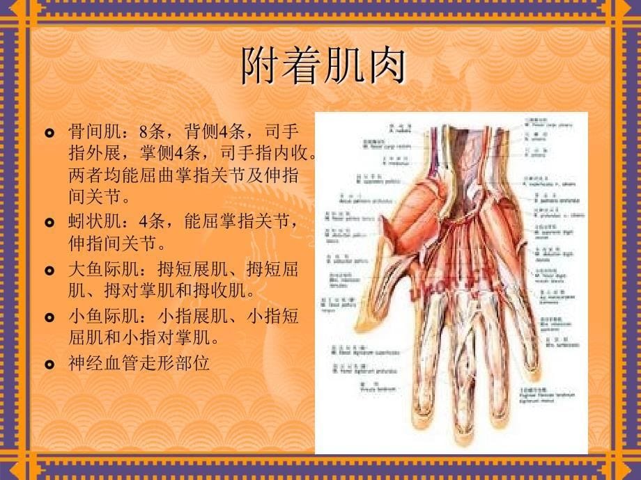 掌骨骨折演示文稿ppt课件_第5页