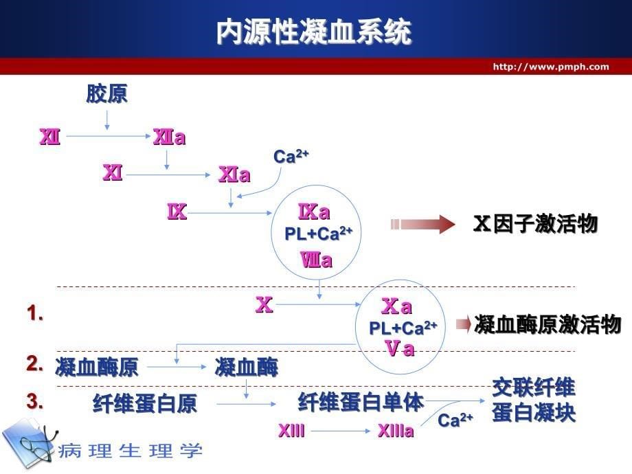 凝血和抗凝血平衡紊乱的病理生理机制 ppt课件_第5页