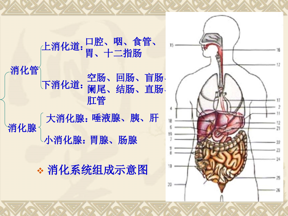 消化系统疾病病人的护理ppt课件_1_第4页