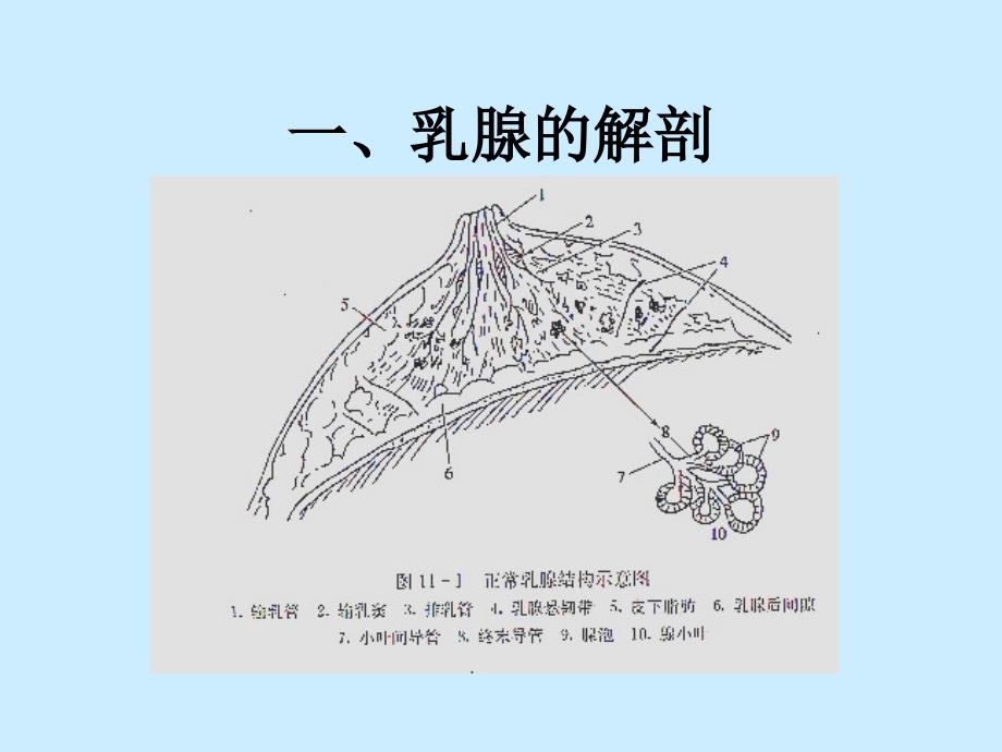 乳腺的检查技术ppt课件_第2页