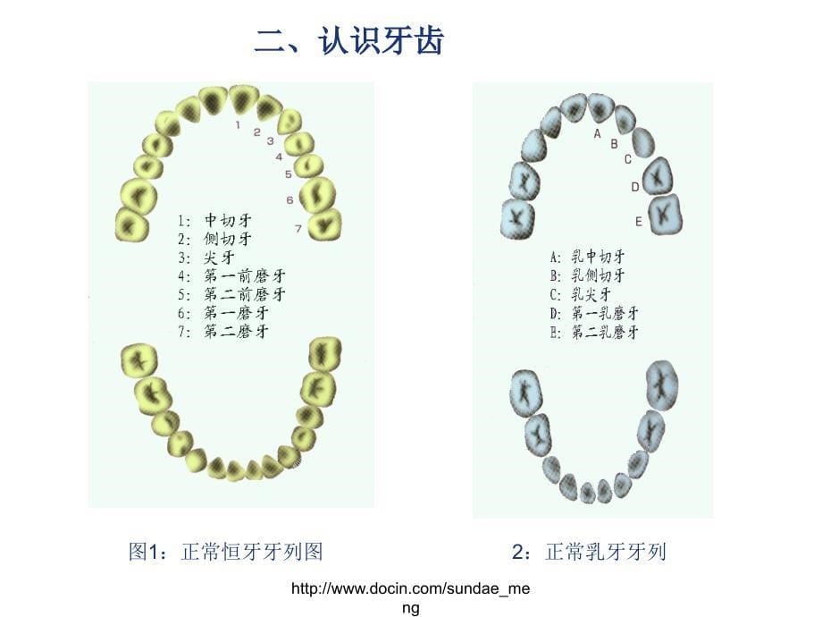 【课件】牙齿保健知识普及_第5页