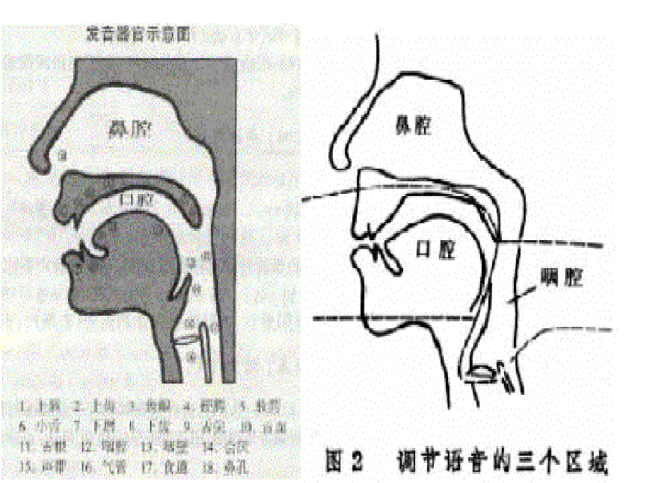 普通话培训1ppt课件_第2页