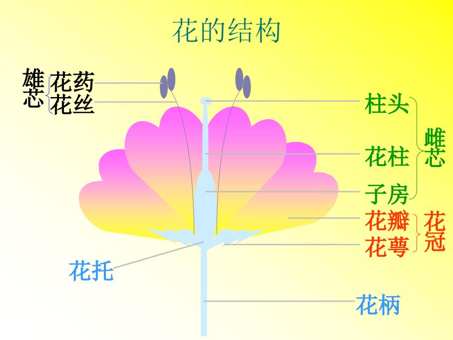 植物的生殖ppt课件_1_第4页