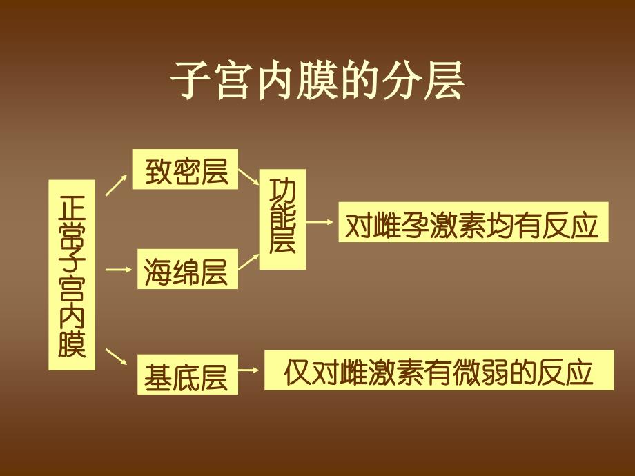 正常子宫内膜-课件（ppt-精）_第3页