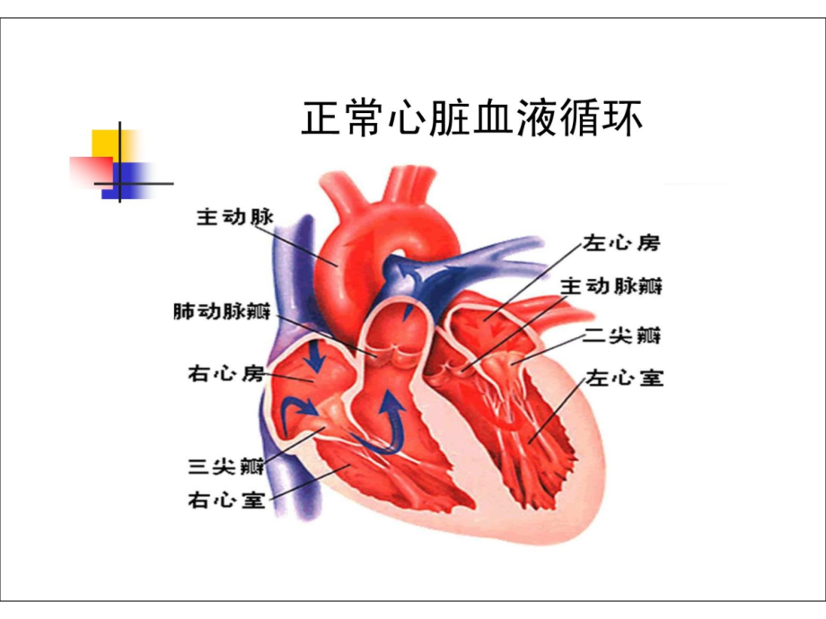 心脏瓣膜病8ppt课件_第3页