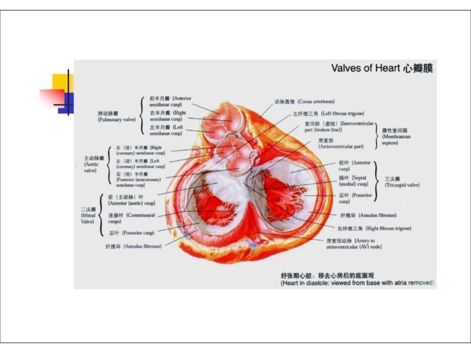 心脏瓣膜病8ppt课件_第5页