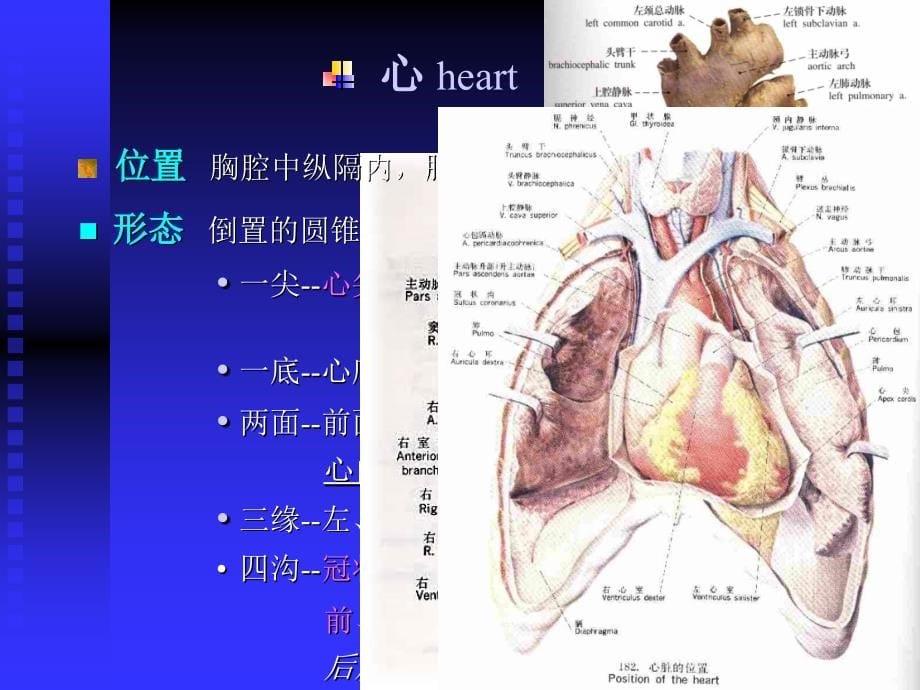 循环系统ppt课件_第5页