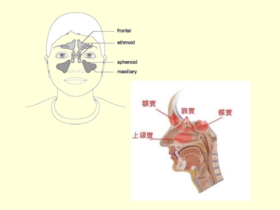 小儿呼吸系统解剖生理特点上呼吸道感染【精选-ppt】_第4页