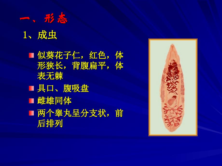 医学寄生虫学38肝吸虫_第2页