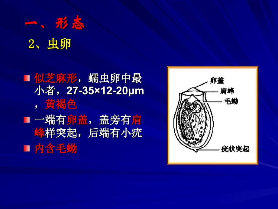 医学寄生虫学38肝吸虫_第3页