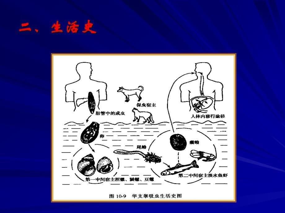 医学寄生虫学38肝吸虫_第5页