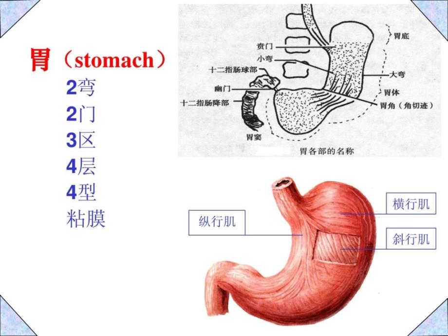 [资料]胃癌影像诊断_第3页