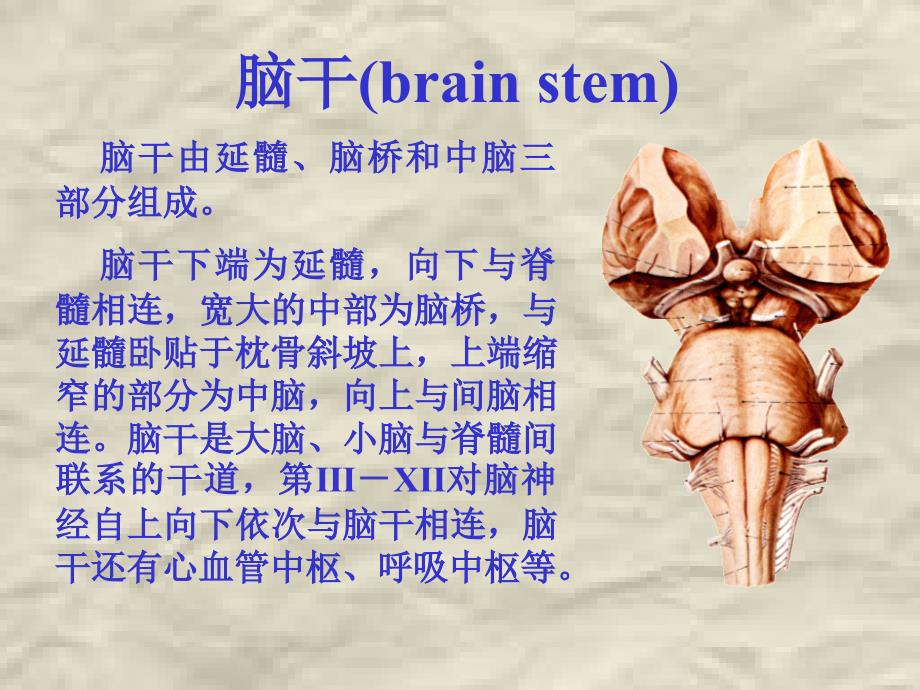 朱家祥脑干（1）ppt课件_第2页