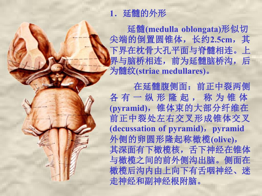 朱家祥脑干（1）ppt课件_第4页