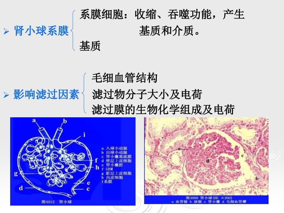 临床药物治疗学第十六章 泌尿系统疾病的药物治疗 ppt课件_第5页