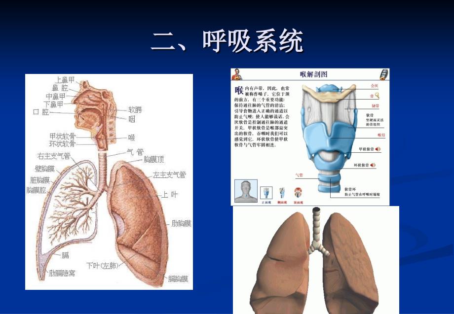 人体结构五脏六腑ppt课件_第4页