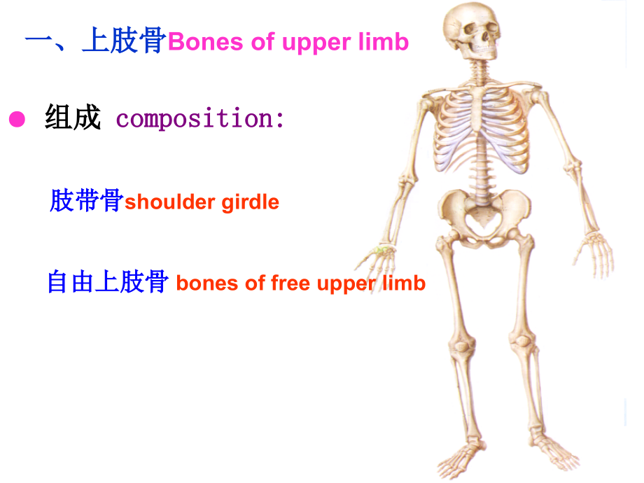 上肢骨及其连结下肢骨及其连结ppt课件_第2页