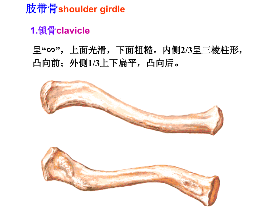 上肢骨及其连结下肢骨及其连结ppt课件_第3页