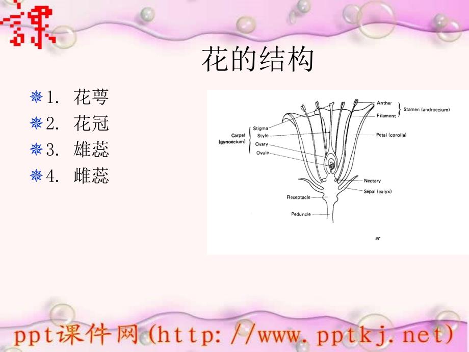 七年级生物：花的结构_第2页