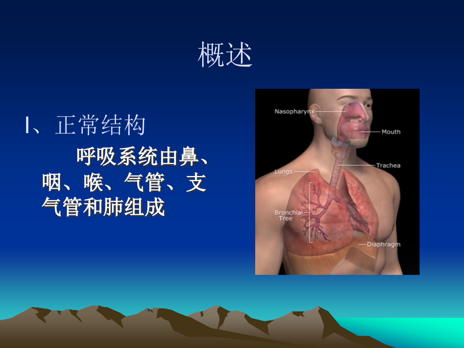 支气管和肺组成_第2页