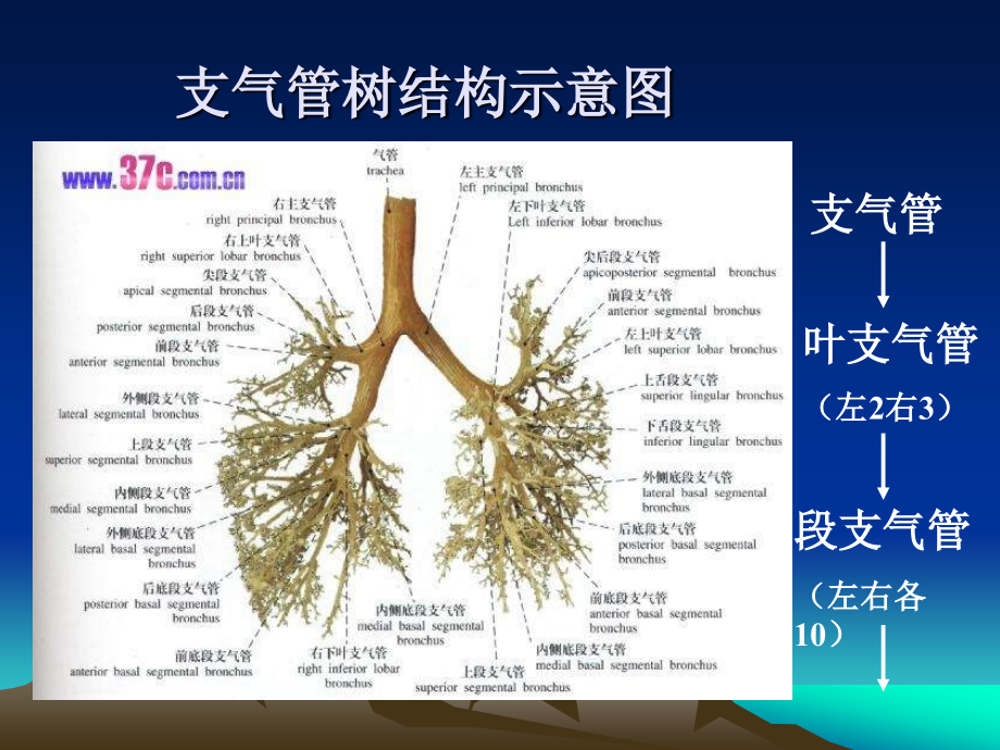 支气管和肺组成_第3页