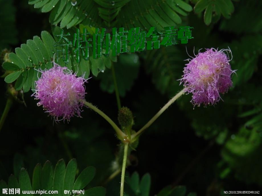 奇特的植物_第1页