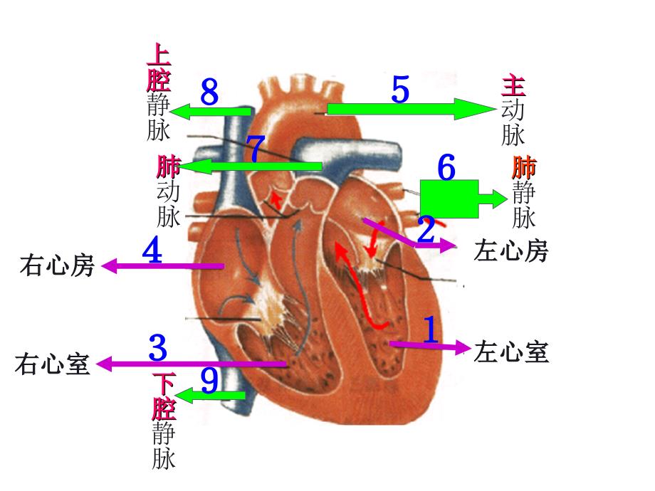 九年级生物：血液的循环的途径_第3页