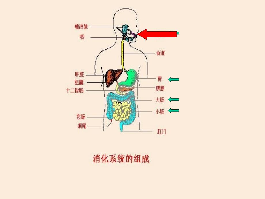 七年级生物：食物的消化和营养物质的吸收_第2页