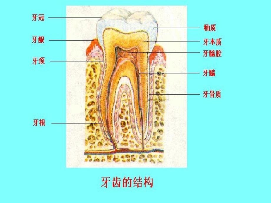 七年级生物：食物的消化和营养物质的吸收_第3页