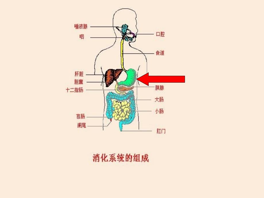 七年级生物：食物的消化和营养物质的吸收_第4页