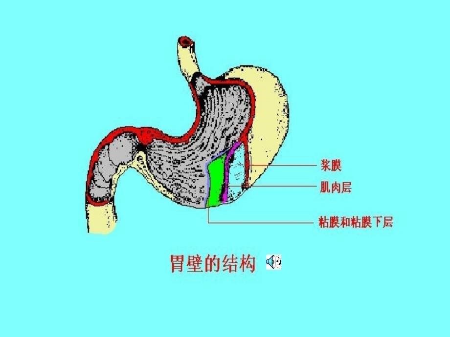 七年级生物：食物的消化和营养物质的吸收_第5页