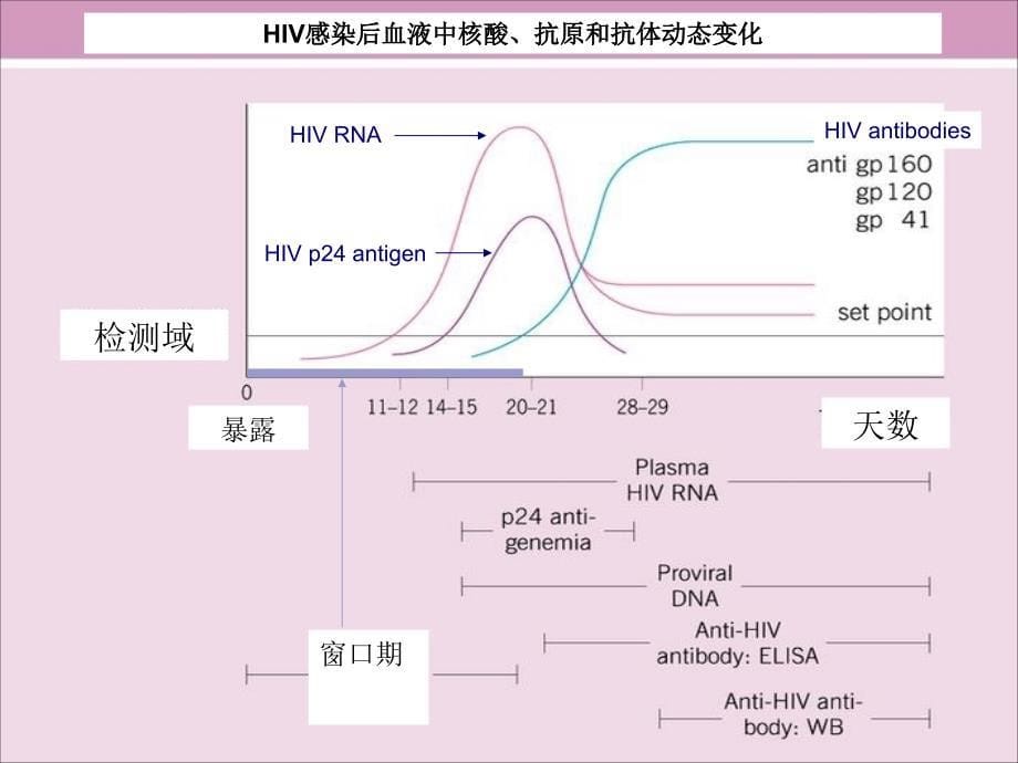 艾滋病常用实验室检测与临床意义分析_第5页