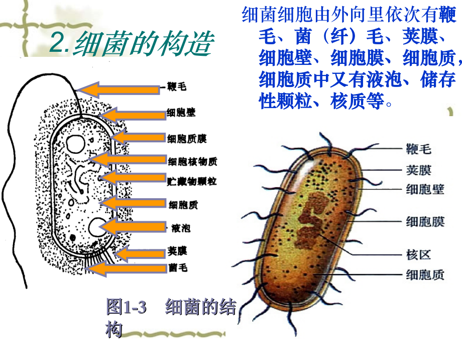 高中生物选修1专题2-1-微生物实验室培养_第4页