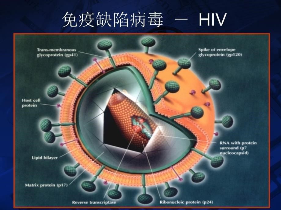 艾滋病HIVPPT课件_第5页